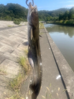 ナマズの釣果
