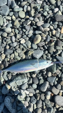 ソウダガツオの釣果
