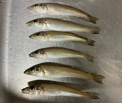 シロギスの釣果