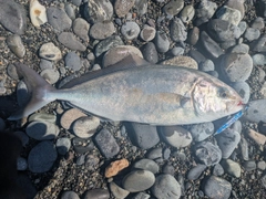 ショゴの釣果
