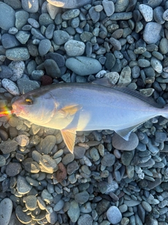 ショゴの釣果