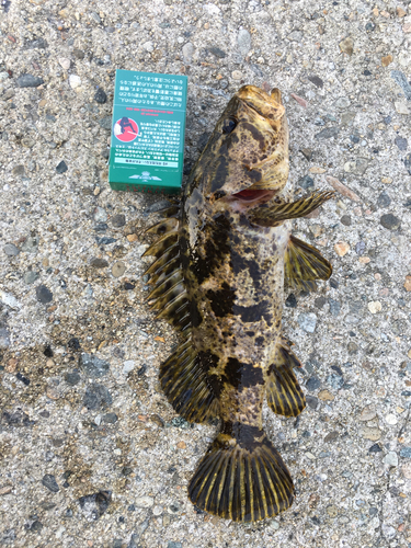 タケノコメバルの釣果