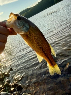 ラージマウスバスの釣果