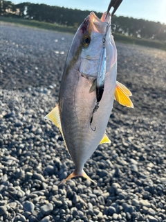 ショゴの釣果