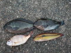グレの釣果
