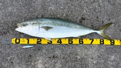 ブリの釣果