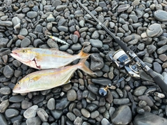 ショゴの釣果