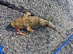 マゴチの釣果