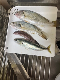 イシモチの釣果