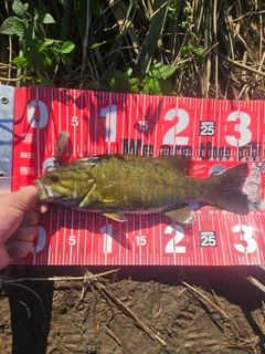 スモールマウスバスの釣果
