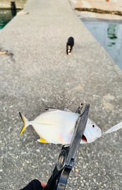 メッキの釣果
