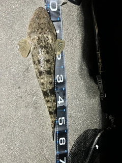 マゴチの釣果