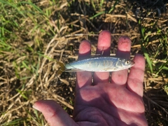 オイカワの釣果