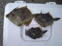 カワハギの釣果