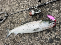 アキアジの釣果