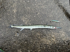 ダツの釣果