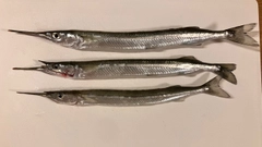 サヨリの釣果