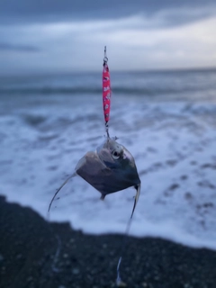 イトヒキアジの釣果