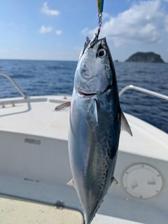 スマガツオの釣果