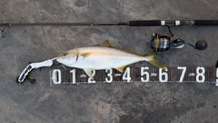 ヒラマサの釣果