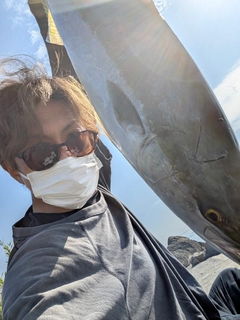 ブリの釣果