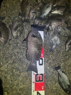 グレの釣果