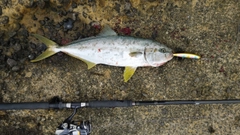 ヒラマサの釣果
