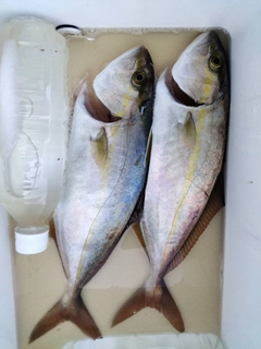 ショゴの釣果