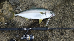 ヒラマサの釣果