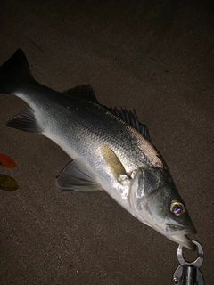 セイゴ（ヒラスズキ）の釣果