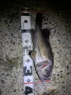 クロソイの釣果