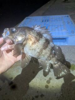 シロメバルの釣果