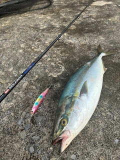 ワラサの釣果