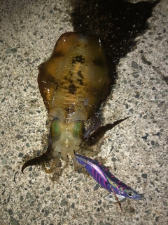 アオリイカの釣果