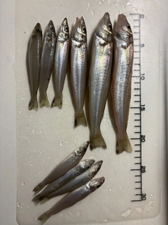 シロギスの釣果