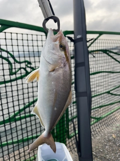 ショゴの釣果