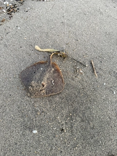 エイの釣果