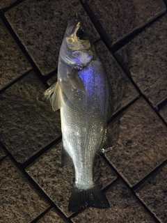 スズキの釣果