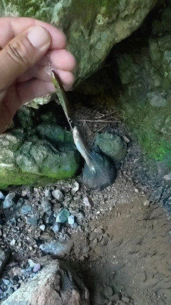 アブラハヤの釣果