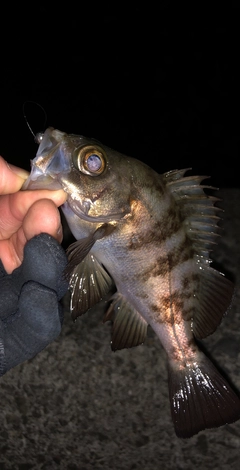 メバルの釣果