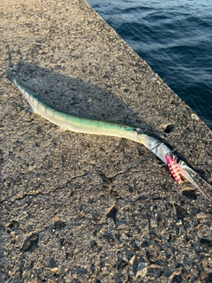 ダツの釣果