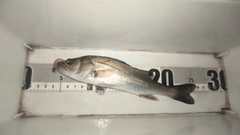 セイゴ（マルスズキ）の釣果