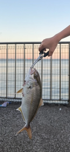 ショゴの釣果