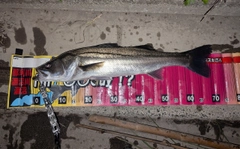 シーバスの釣果