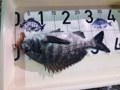 チヌの釣果