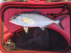 ショゴの釣果