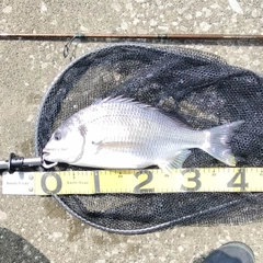 キビレの釣果