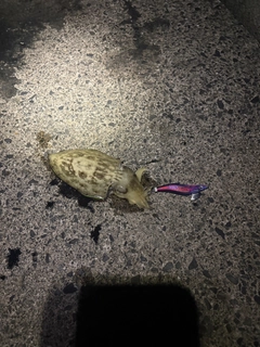 モンゴウイカの釣果