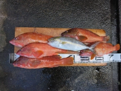 アカハタの釣果