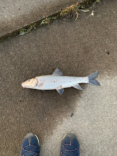 ニゴイの釣果